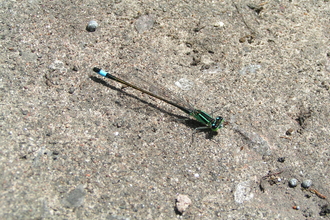 Blue-tailed Damselfly