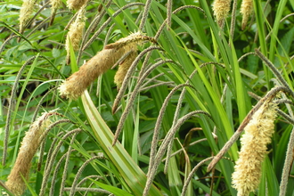 Pendulous Sedge