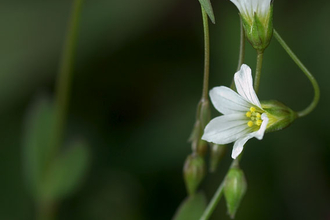 Fairy Flax