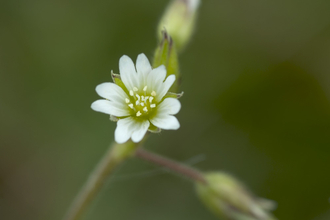 Common Mouse-ear