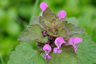 Red Dead-nettle