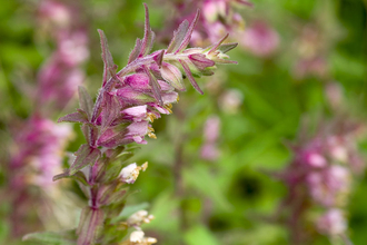 Red Bartsia