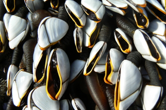 Goose Barnacles