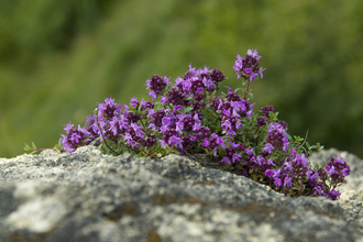 Wild thyme