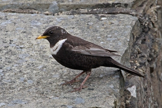 Ring ouzel