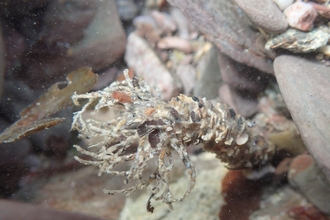 Sand mason worm underwater