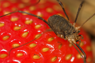 Harvestman (Phalangium opilio) female