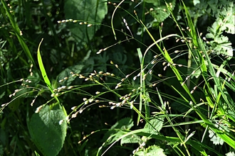 Reed sweet-grass  The Wildlife Trusts