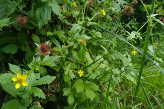 wood avens