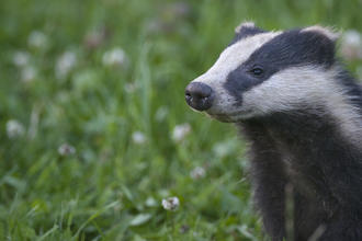 Badger