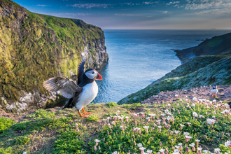 Puffin at the Wick on Skomer Island