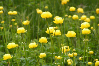 globeflowers