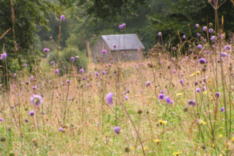 Vicarage Meadows