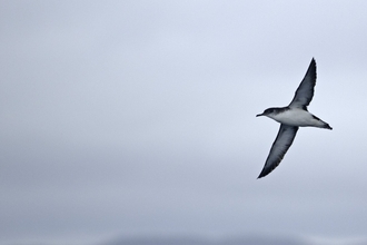Manx shearwater
