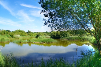 Teifi Marshes 