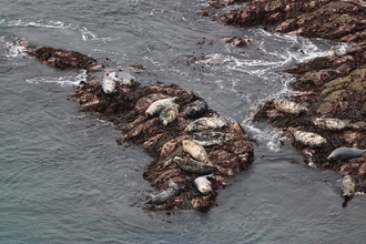 Grey seals