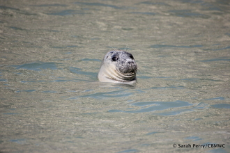 Atlantic Grey Seal