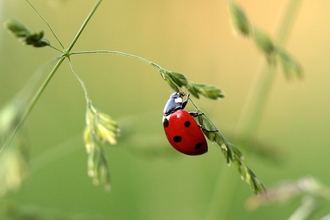 Red and black ladybird walking on a piece of grass