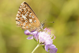 Sheepleas chalk meadow butterly