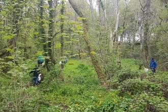 volunteers pulling Himalayan Balsam at Gelli-Hir