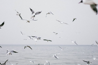 herring gulls diving