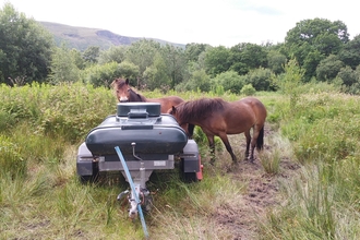 Esmoor Ponies at Cae Lynden