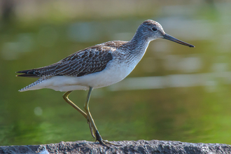 A greenshank standing on a waterside rock