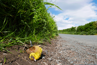 Yellowhammer dead at the side of the road