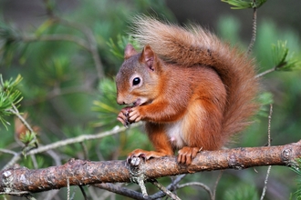 Red Squirrel sitting on tree branch