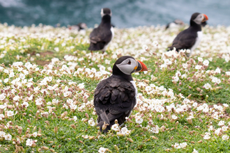 Skomer Puffins