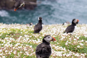 Skomer puffins