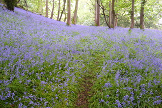 Castle Woods Bluebells