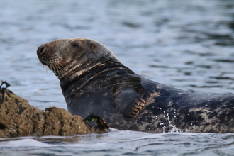 Atlantic grey seal, Cardigan Bay