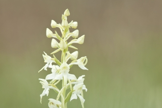 Greater Butterfly Orchid