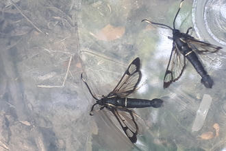 White-Barred Clearwing moth