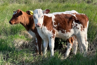 Cows at Cors Goch