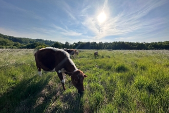 Cattle at Cors Goch