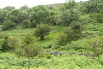 Allt Rhongyr Nature Reserve