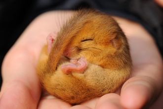 Dormouse sleeping in hand