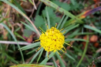 Goldilocks Aster Flower