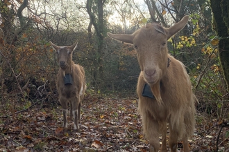 Two goats in a woods