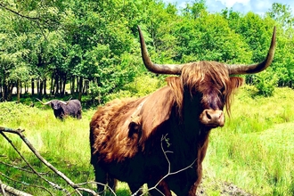 Parc Slip Highland Cattle