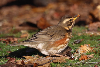 Redwing eating apple on ground by Keith Noble