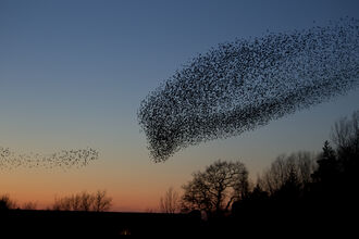 Starling murmuration heading to roost at sunset.