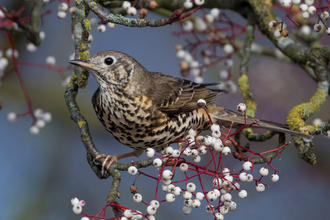 Mistel Thrush in a tree