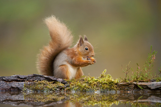 Red squirrel eating a nut on the forest floor. 