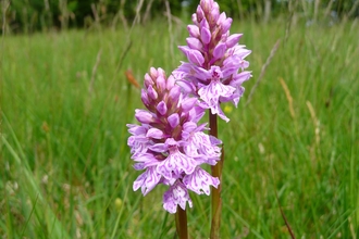 Orchid Meadows Orchid