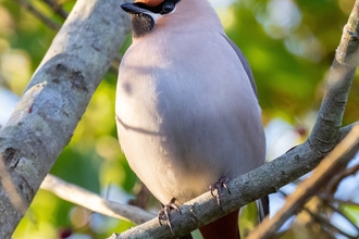 Waxwing at the Teifi Marshes Nature Reserve