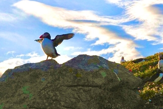 Puffin stretching its wings on Skomer Island