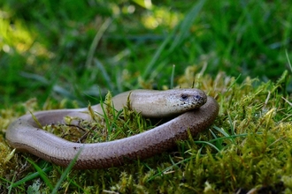 slow worm basking on a grassy mound